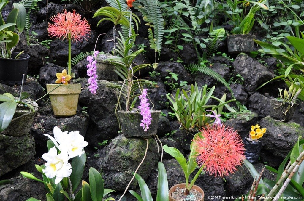 Wandering along canopy-covered boardwalks and paths winding through rainforest, all the while gawking at over 2,000 varieties of Asian orchids and Cattelya hybrids is an amazing experience.