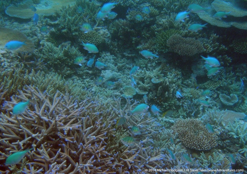 Lots of blue fish to see when snorkeling in Fiji