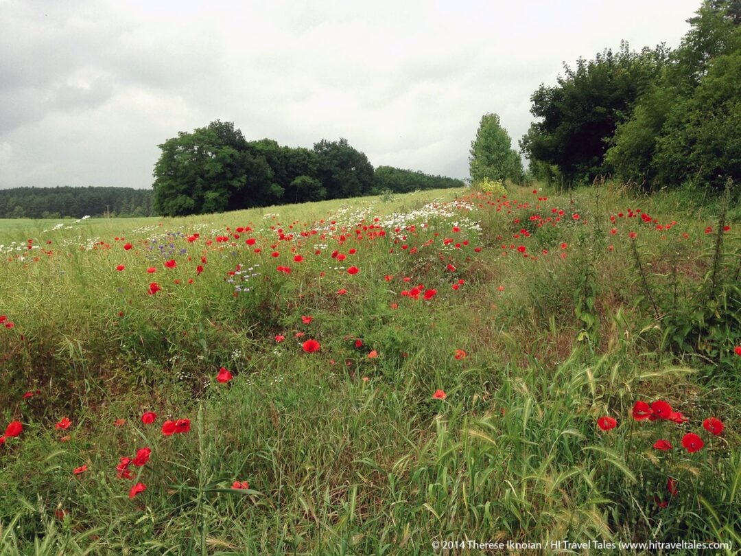 Wildflowers carpeted the fields we ran through as we followed paths through farmland toward the Watch Tower.