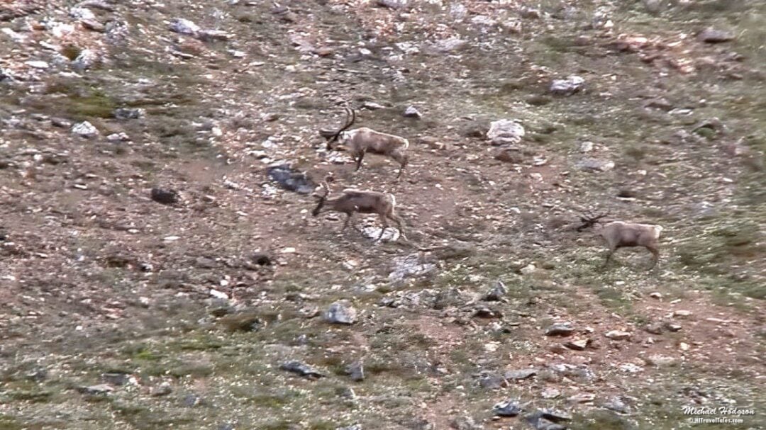 Caribou In Sunset Pass