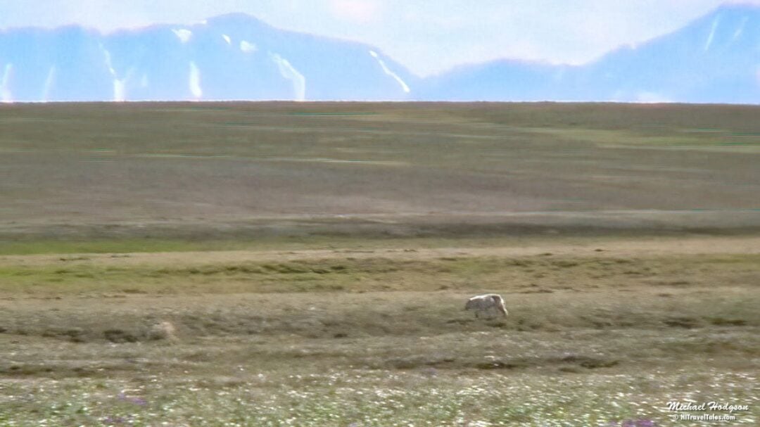 White Wolf At Canning River